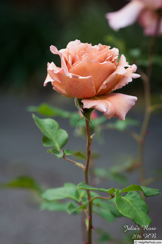 'Julia's Rose' rose photo
