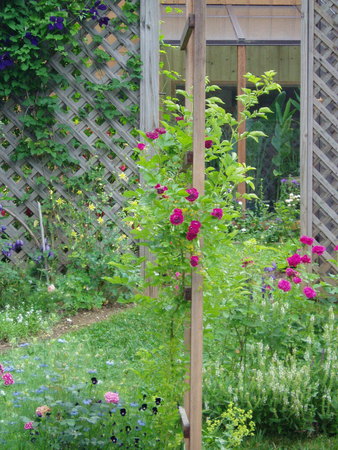 'Bleu Magenta' rose photo
