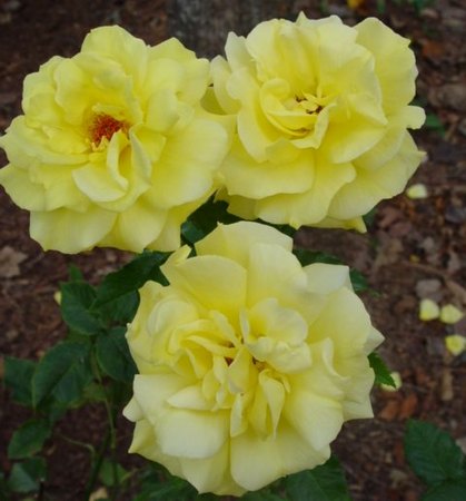 'Sunsprite (floribunda, Kordes 1973)' rose photo