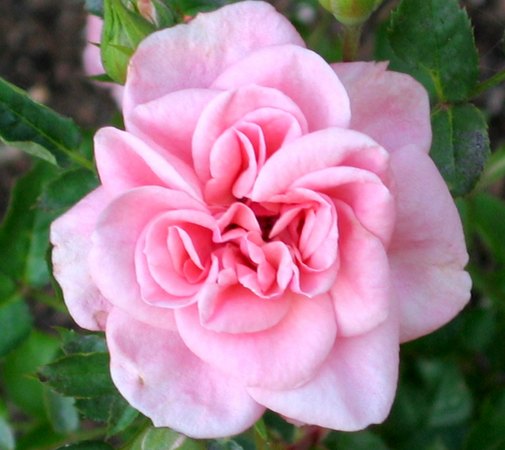 'Bonica '82' rose photo