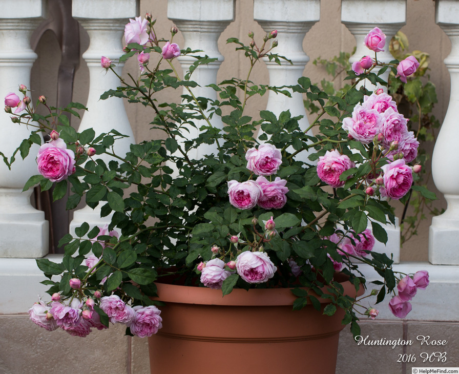 'Huntington Rose' rose photo