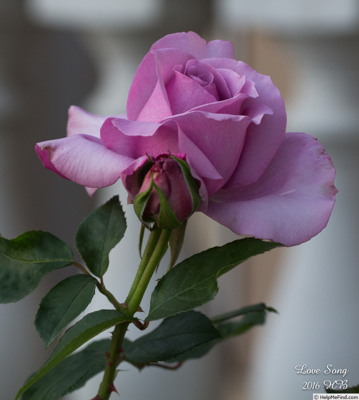'Love Song (floribunda, Carruth 2011)' rose photo