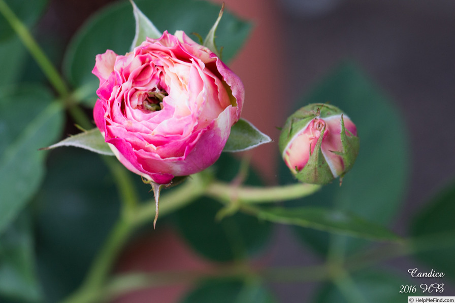 'Candice (Delbard Shrub)' rose photo