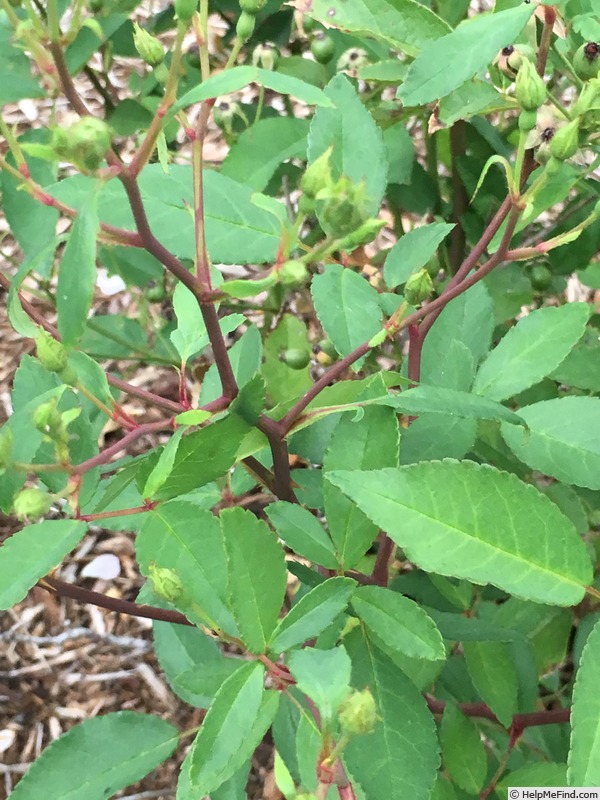 'WDANCOP02' rose photo