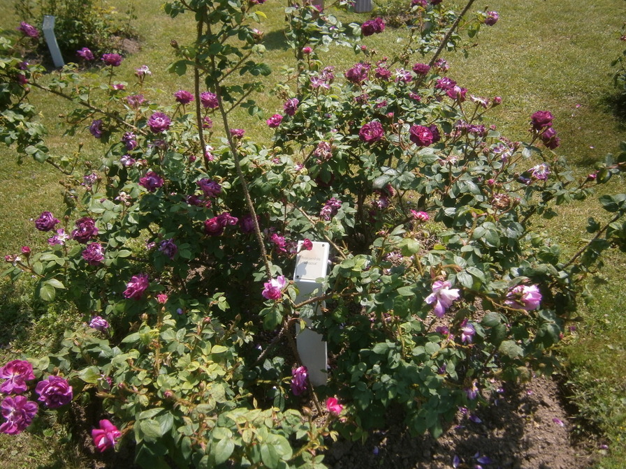 'Rosarium im Doblhoffpark'  photo