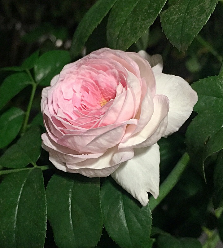 'Mon Coeur' rose photo