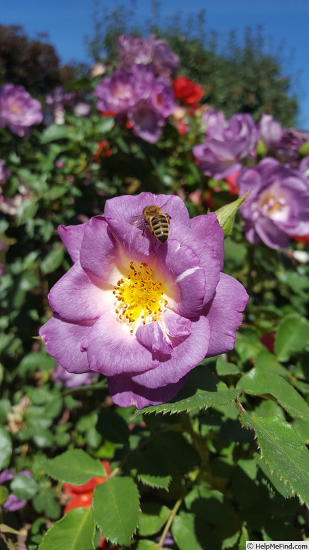 'Blue For You (Floribunda, James 2001)' rose photo