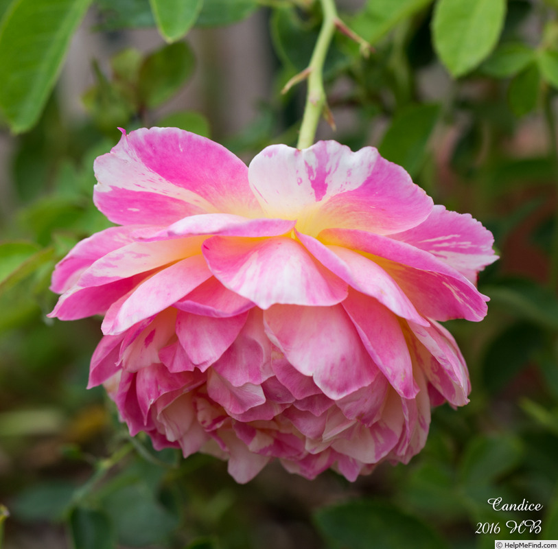 'Candice (Delbard Shrub)' rose photo