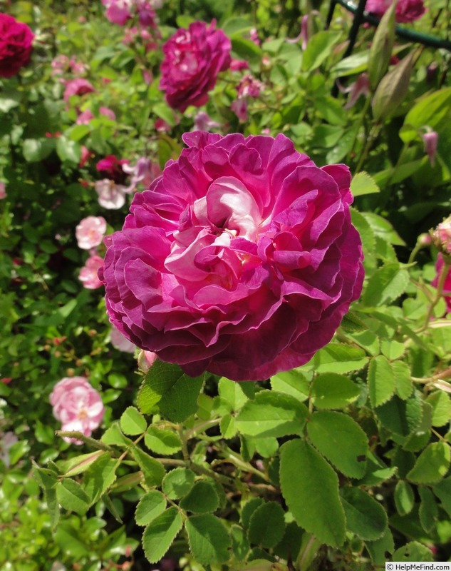 'Belle de Crécy (Gallica, Roeser, 1829)' rose photo