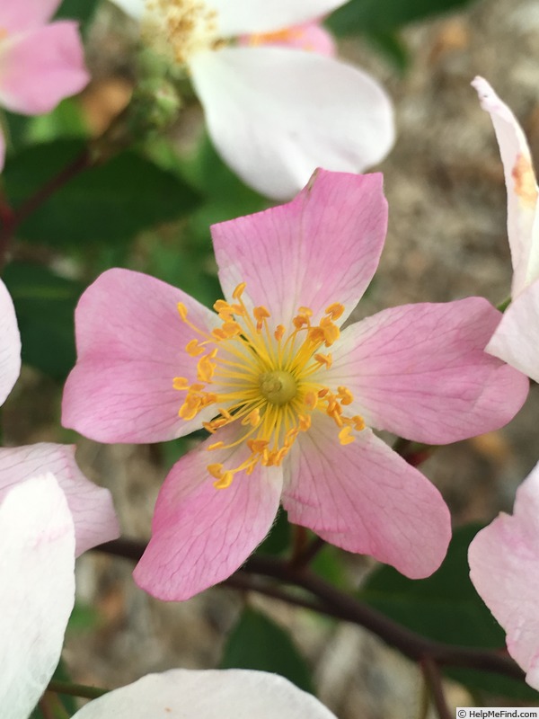 'WDANCOP02' rose photo