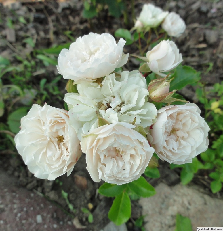 'Green Ice (miniature, Moore 1971)' rose photo