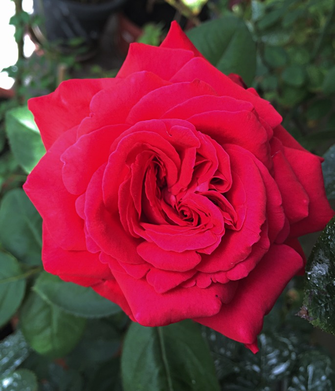 'Alec's Red® (hybrid tea, Cocker, 1970)' rose photo