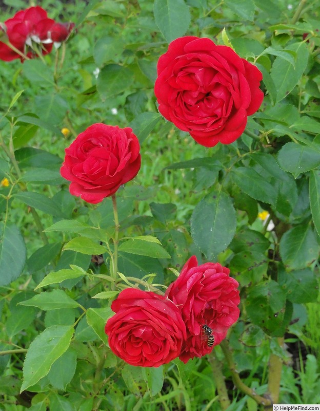 'Out of Rosenheim ®' rose photo
