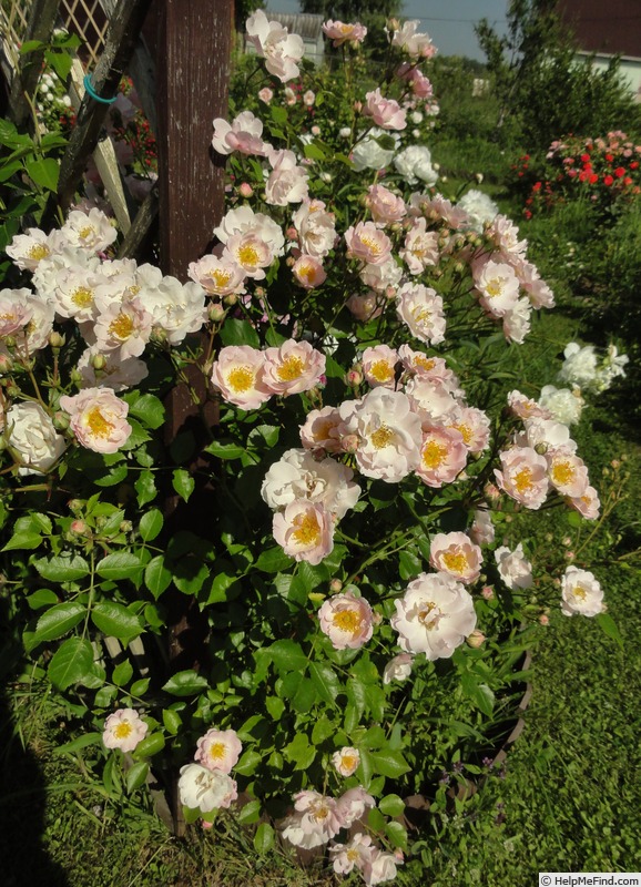 'Pink Skyliner' rose photo