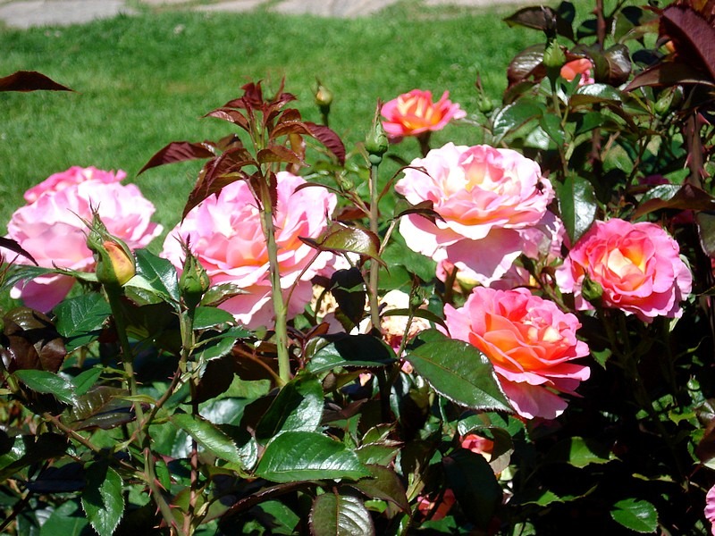 'Pink Paradise (hybrid tea, Delbard, 2004/11)' rose photo