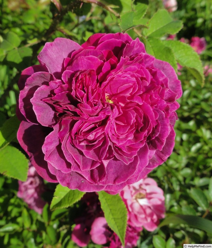 'Robert le Diable (centifolia, Unknown, pre 1849)' rose photo
