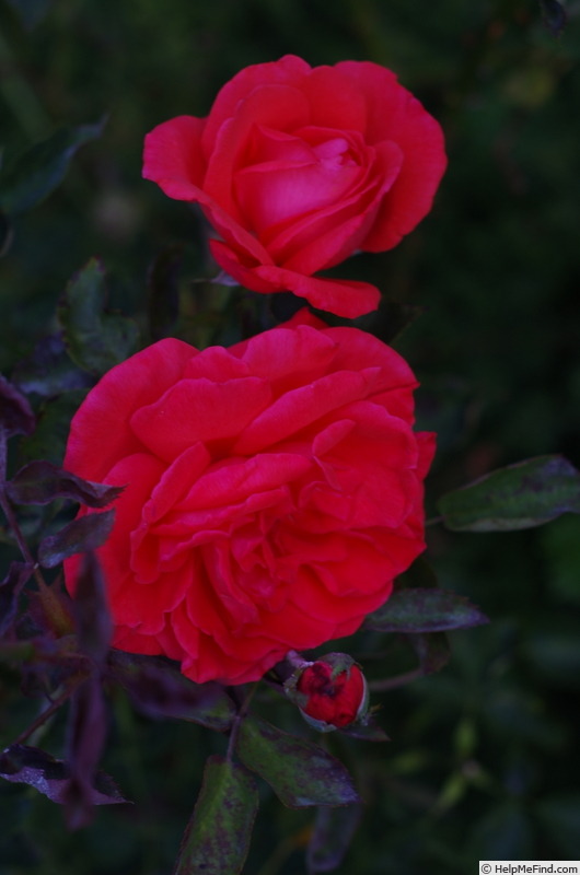 'Tropicana' rose photo