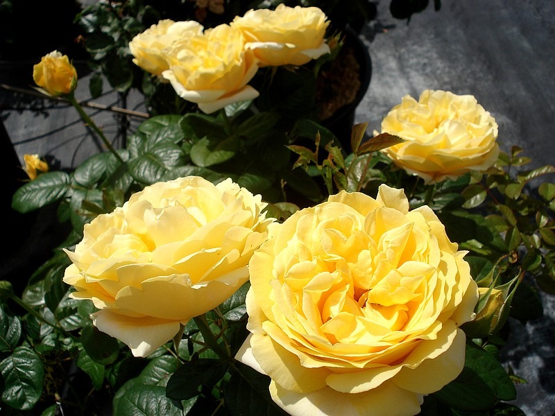 'Michelangelo ® (hybrid tea, Meilland before 1997)' rose photo
