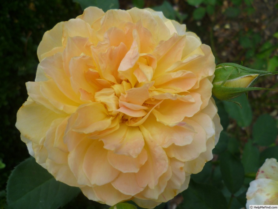 'Molineux' rose photo