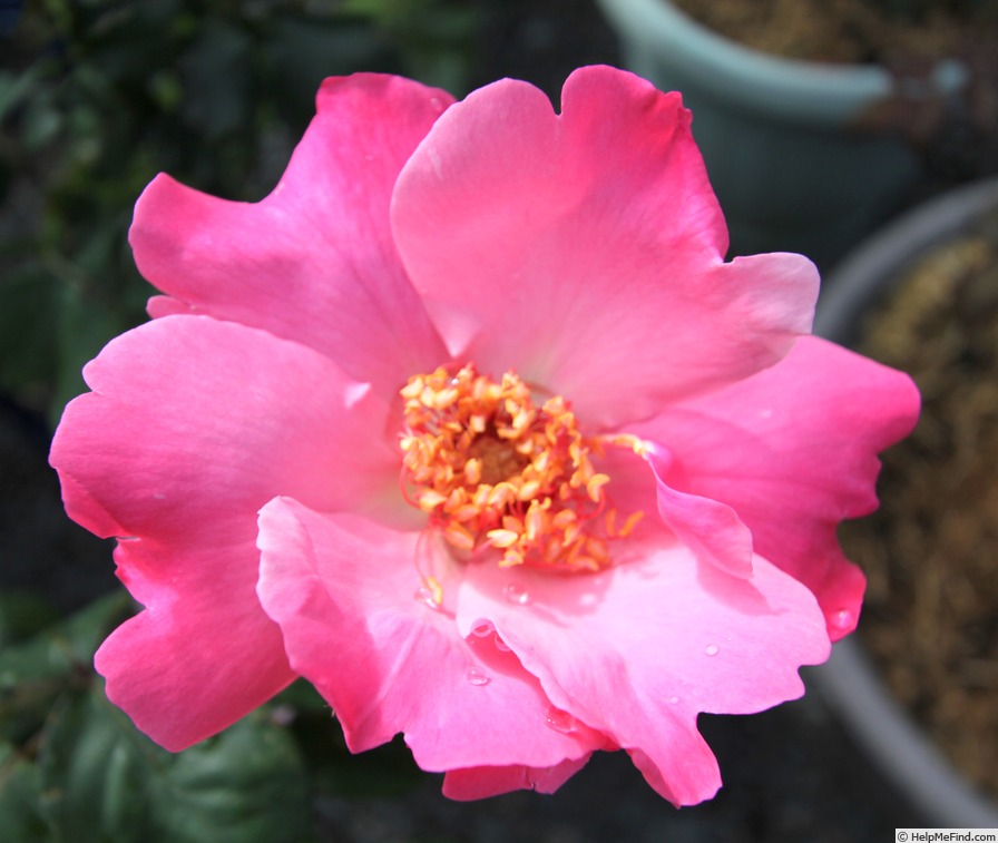 'Pink Angel (hybrid tea, Parkes, 1974)' rose photo