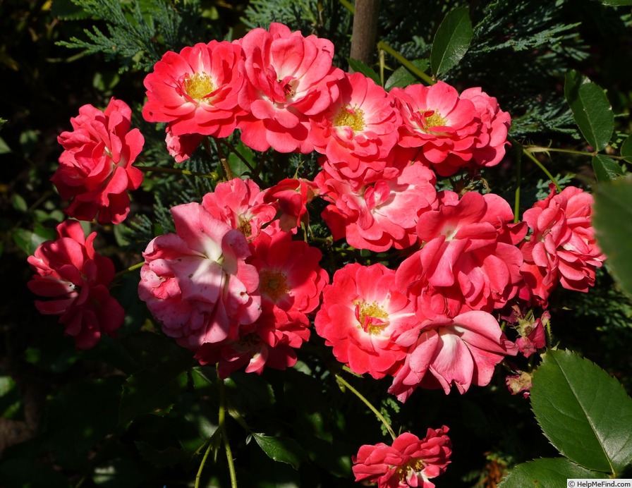 'Inge Schubert' rose photo