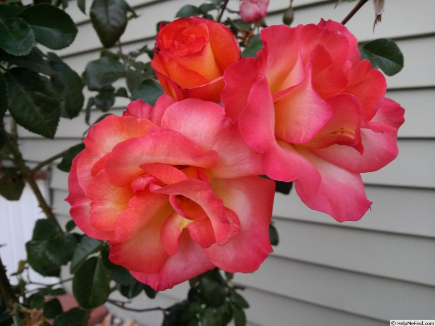 'Playboy ®' rose photo