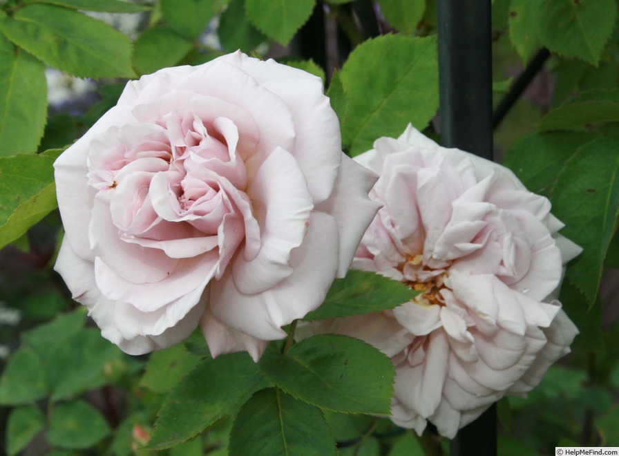 'Aschermittwoch (large flowered climber, Kordes, 1955)' rose photo