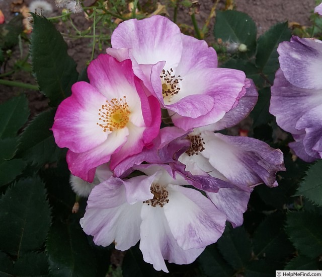 'Andenken an Ronald Haase' rose photo
