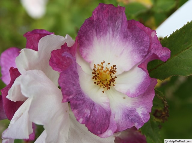 'Andenken an Ronald Haase' rose photo