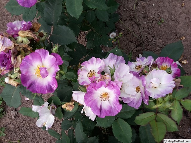 'Andenken an Ronald Haase' rose photo