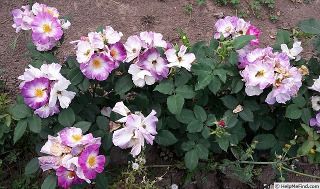 'Andenken an Ronald Haase' rose photo