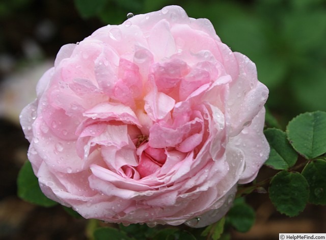 'Christiane Frost' rose photo