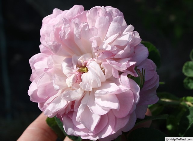 'Christiane Frost' rose photo