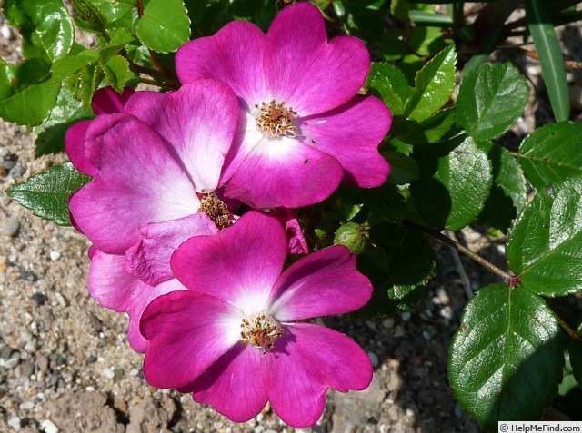 'Happy Smile' rose photo