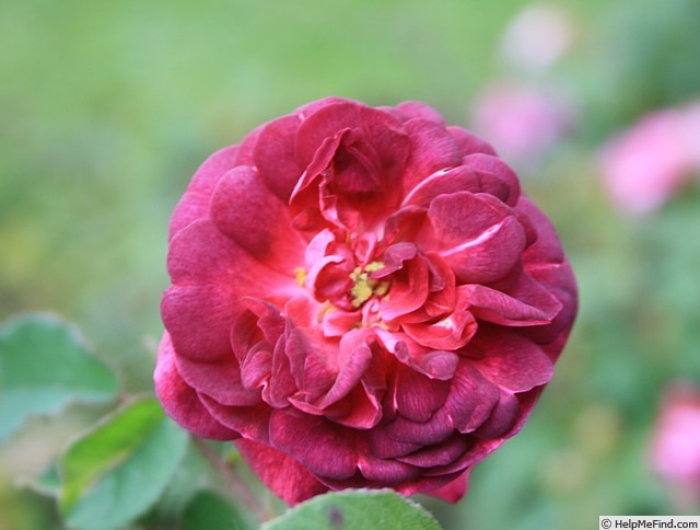 'Emily Moss' rose photo