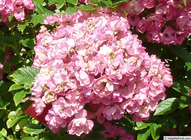 'Rockin' Pink' rose photo