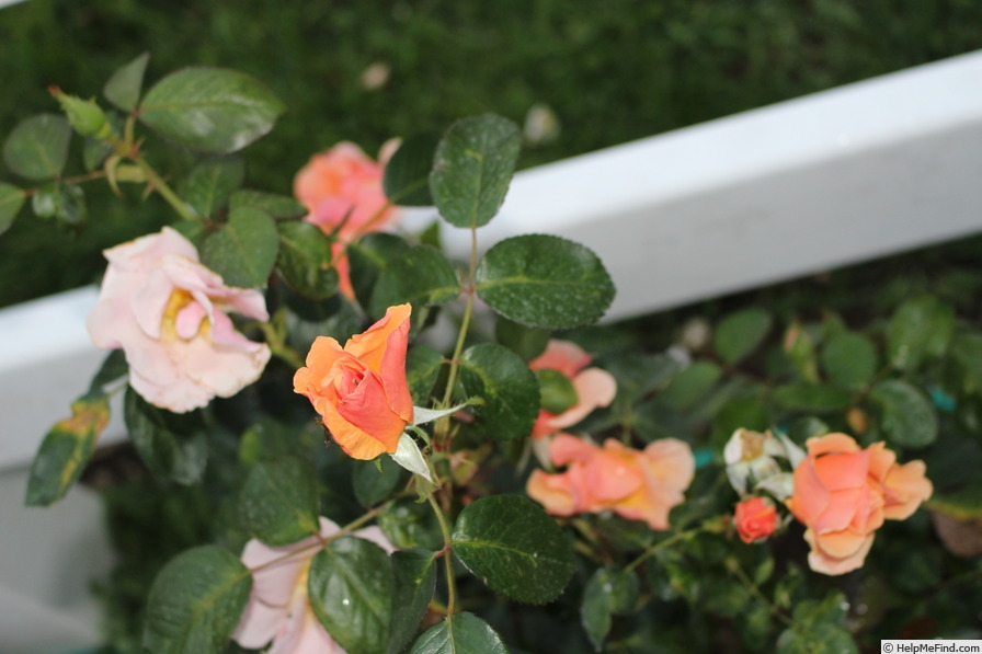 'Honey Nectar™' rose photo