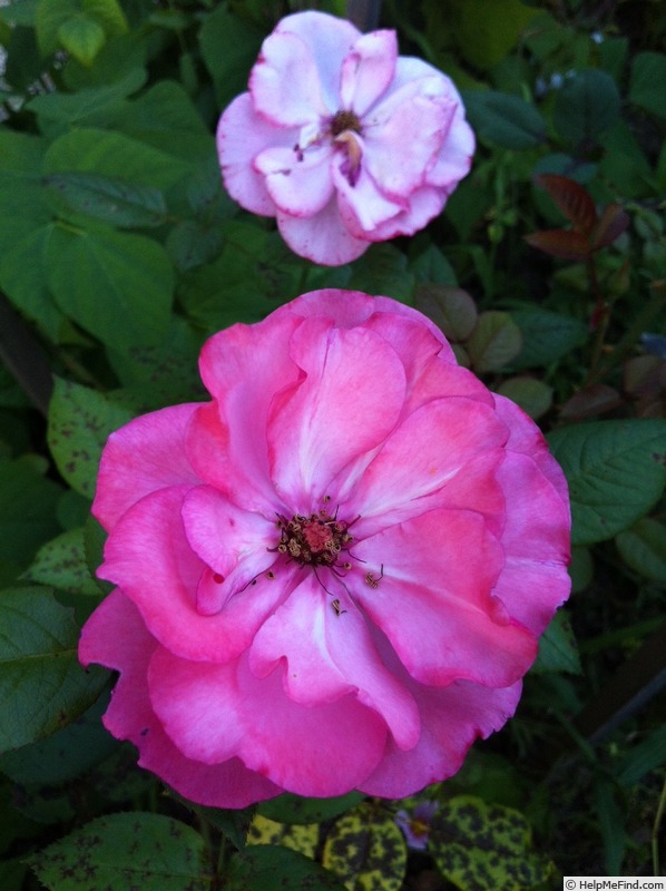 'Flappy' rose photo