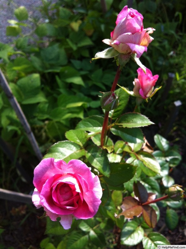 'Indeed' rose photo