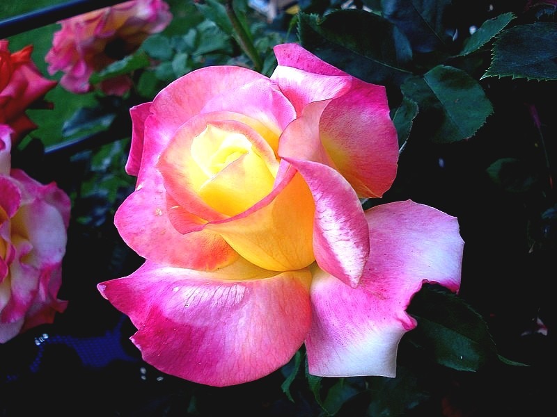 'Concours Lepine ®' rose photo