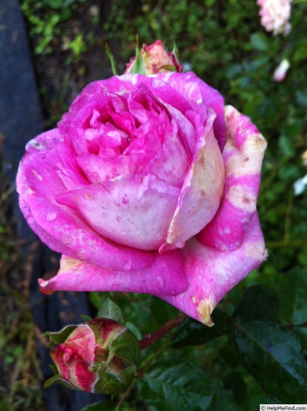 'Indeed' rose photo