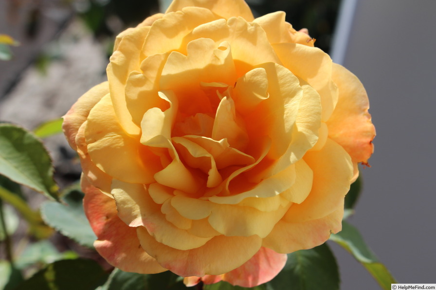 'Strike It Rich ™' rose photo