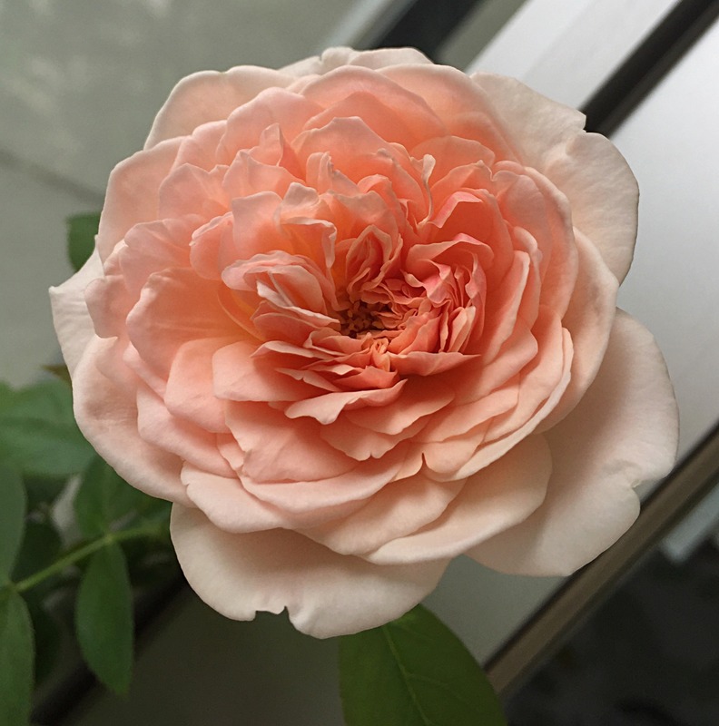 'Evelyn ™ (shrub, Austin 1991)' rose photo