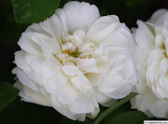 'Belle de Neige' rose photo