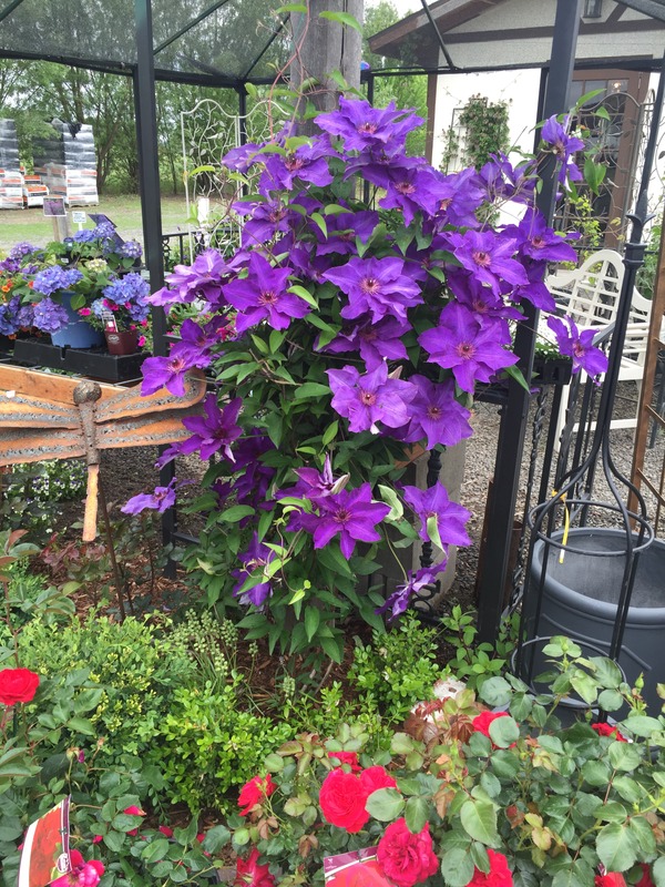 'Rosarium Garden Center - formerly Northland Rosarium'  photo