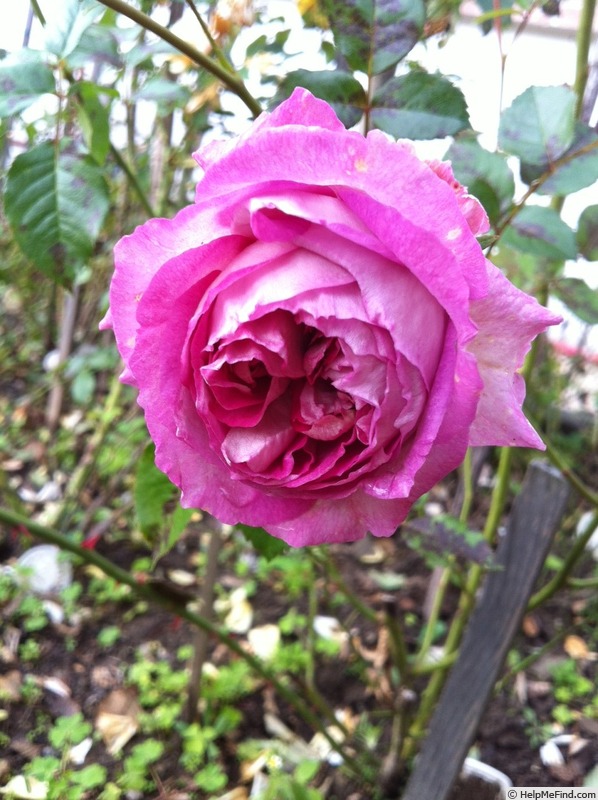 'Indeed' rose photo
