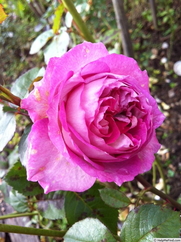 'Indeed' rose photo