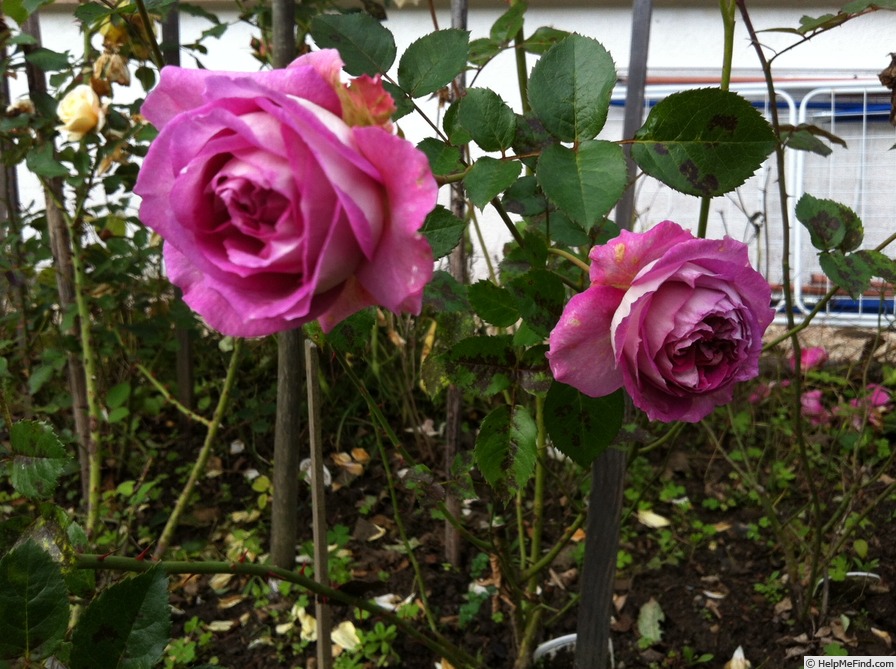 'Indeed' rose photo