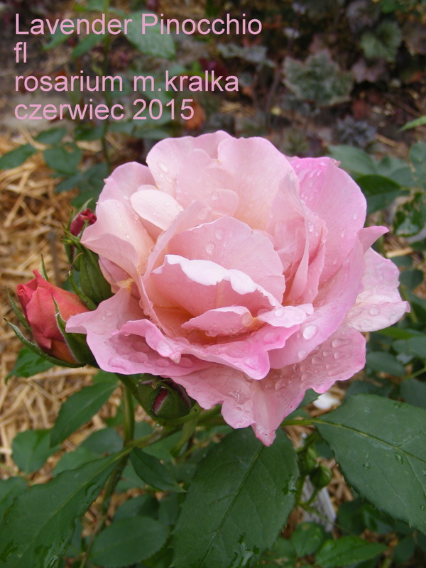 'Lavender Pinocchio (Floribunda, Boerner, 1948)' rose photo