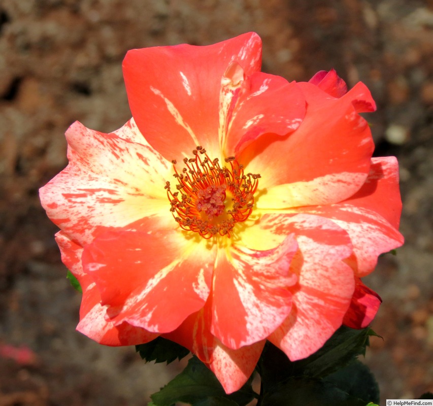 'Alfred Sisley ™' rose photo